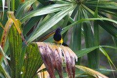 Icterus prosthemelas