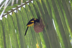 Icterus prosthemelas