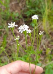 Holocheilus brasiliensis