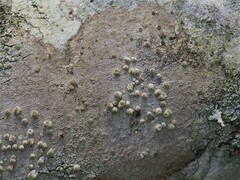 Syncesia byssina