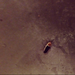 Pseudomops septentrionalis