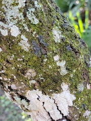 Phaeophyscia rubropulchra