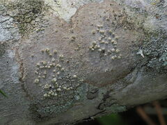 Syncesia byssina