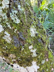 Phaeophyscia rubropulchra