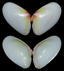 Tellinidae