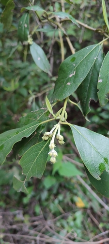 Image of Garrya laurifolia by no rights reserved