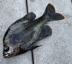 Lepomis macrochirus purpurascens