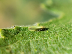 Alconeura fulminea