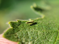 Alconeura fulminea