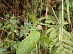 Caiophora contorta