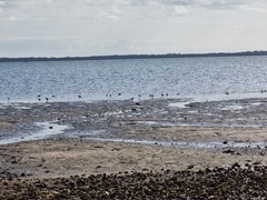 Limosa lapponica
