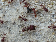 Pogonomyrmex badius