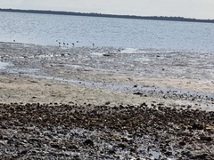 Limosa lapponica