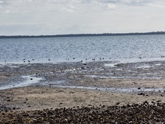 Limosa lapponica