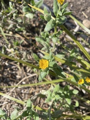 Calendula arvensis