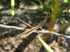 Achurum carinatum