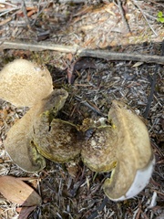 Phlebopus marginatus