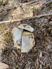 Phlebopus marginatus