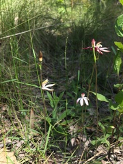 Caladenia moschata