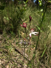 Caladenia moschata