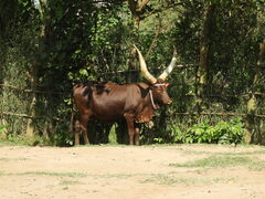 Bos indicus × taurus