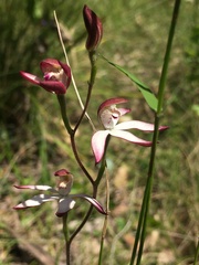 Caladenia moschata