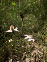 Caladenia moschata