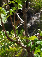 Banksia grandis