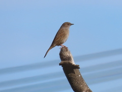 Prunella modularis occidentalis