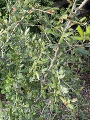 Quercus virginiana