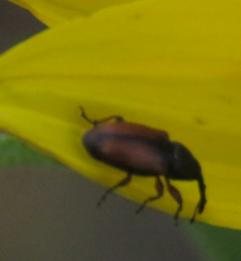 Odontocorynus umbellae