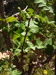 Banksia grandis