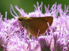 Hesperia meskei straton