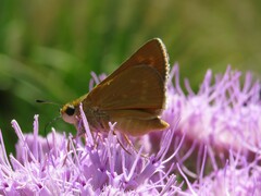 Hesperia meskei straton