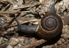 Helminthoglypta