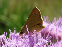 Hesperia meskei straton
