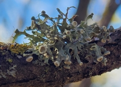 Ramalina americana