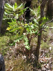 Banksia grandis