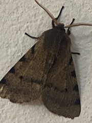 Canararctia rufescens