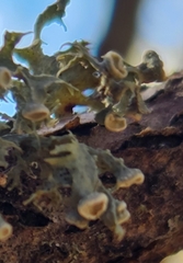 Ramalina americana