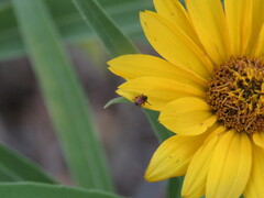 Odontocorynus umbellae
