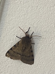 Canararctia rufescens