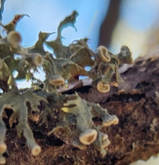 Ramalina americana