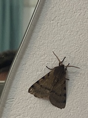 Canararctia rufescens