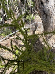 Dacrydium cupressinum