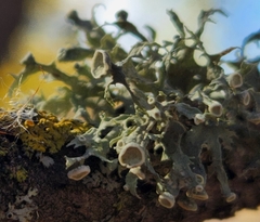 Ramalina americana