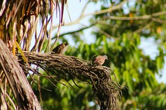 Columbina talpacoti