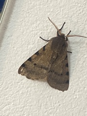 Canararctia rufescens