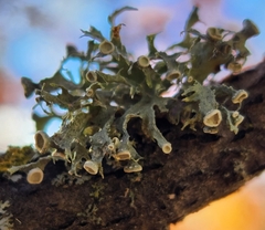 Ramalina americana