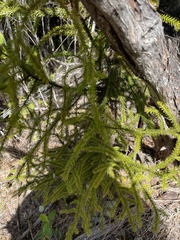 Dacrydium cupressinum